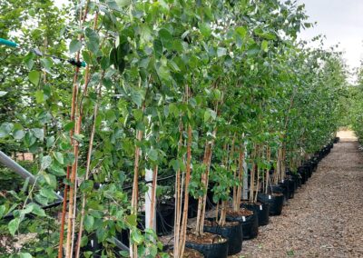 Tamar Nurseries | Trees