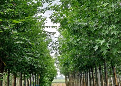Tamar Nurseries | Trees