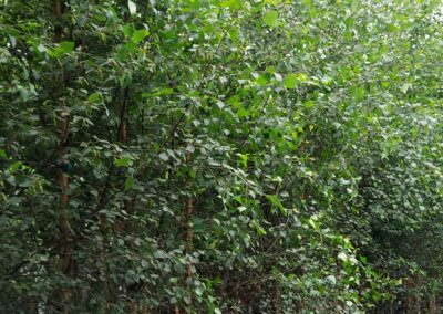 Tamar Nurseries | Trees