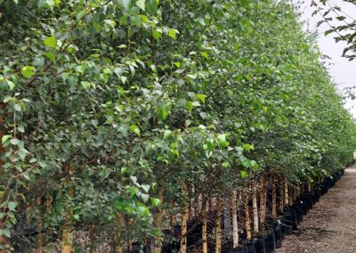 Tamar Nurseries | Trees