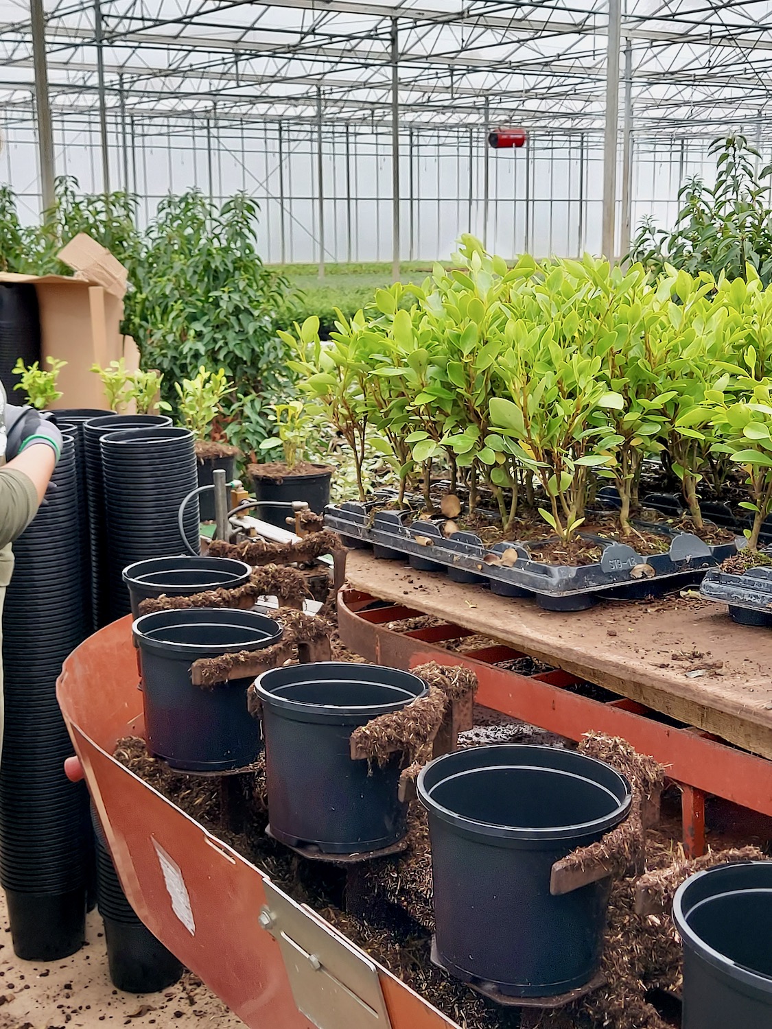 Tamar Nurseries | Propagation