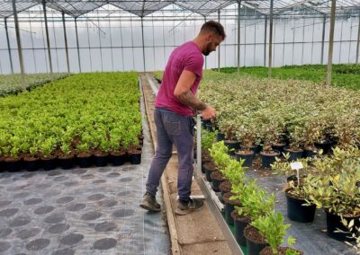Tamar Nurseries | Propagation