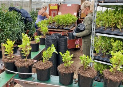 Tamar Nurseries | Propagation