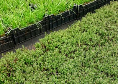 Tamar Nurseries | Propagation